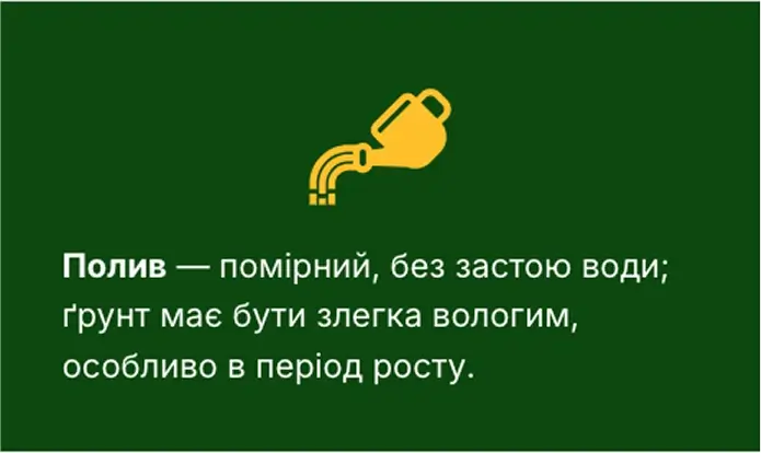 image-720-1.webp
